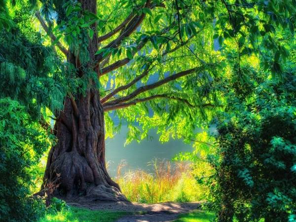 Mơ thấy cây cổ thụ liên quan đến con số nào?