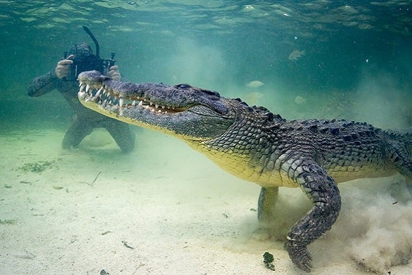 mơ thấy cá sấu