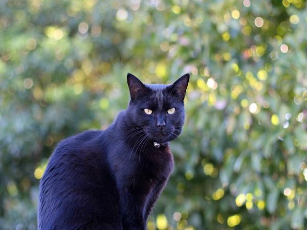Mèo đen số mấy? Khám phá ý nghĩa giấc mơ thấy mèo đen