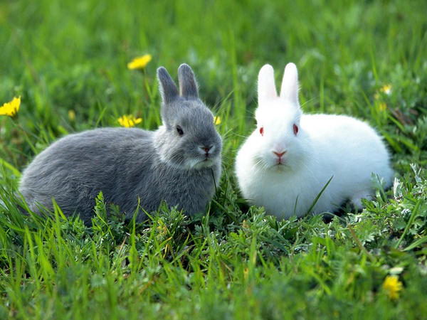 Con thỏ số mấy? Khám phá ý nghĩa giấc mơ thấy thỏ tốt hay xấu?
